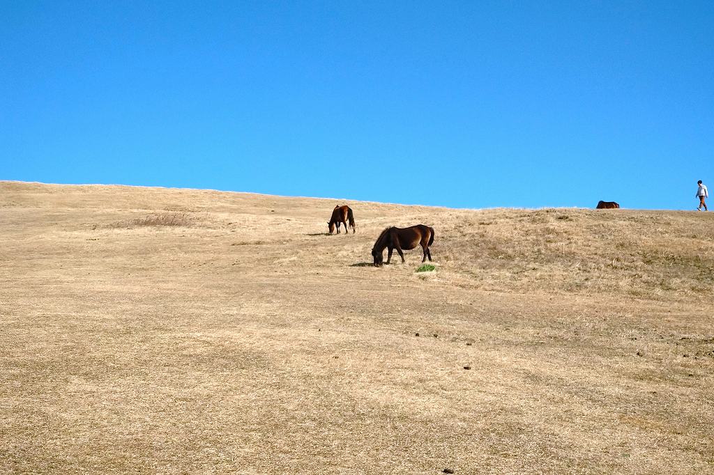丘で草を食べる御崎馬