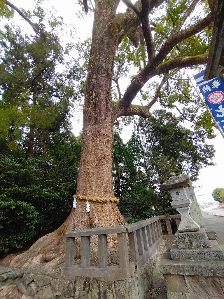 鳥居の右手の大クス