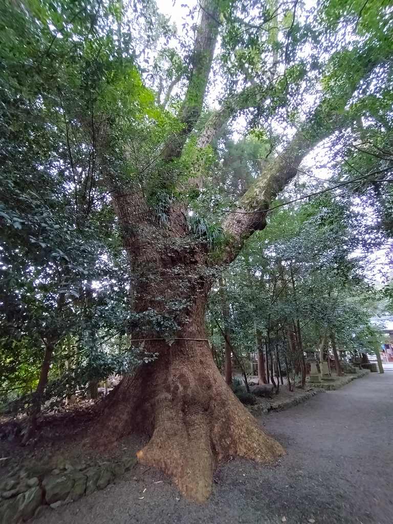 参道途中の左手の大クス