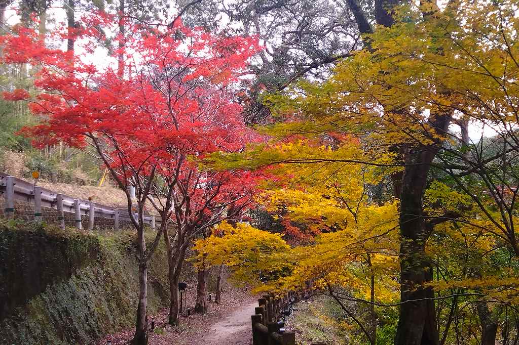 峡谷脇の遊歩道の紅葉