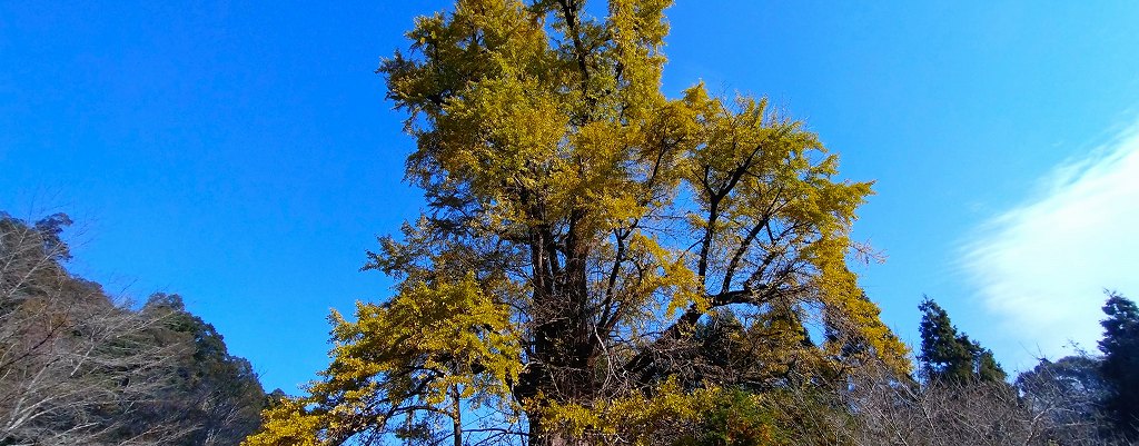 去川の大イチョウ