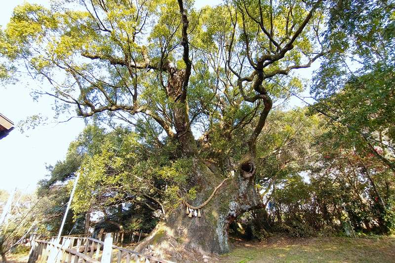 御神木の「八幡楠」